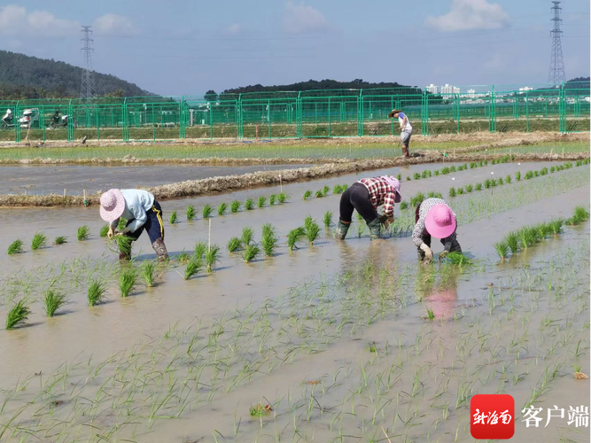 工厂化育秧和机械化插秧是促进农业增产,农民增收有效途径之一.